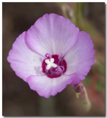 Speckled clarkia