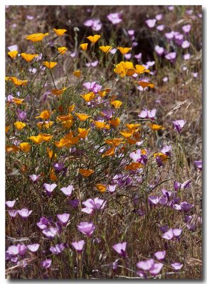 Speckled clarkia and California poppy