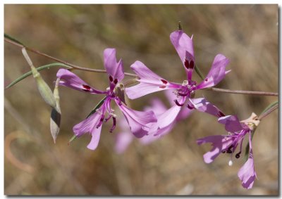 Gunsight clarkia