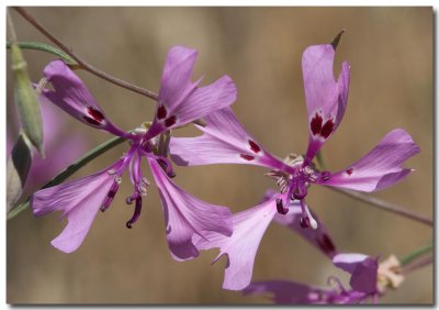 Gunsight clarkia
