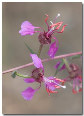 Elegant clarkia