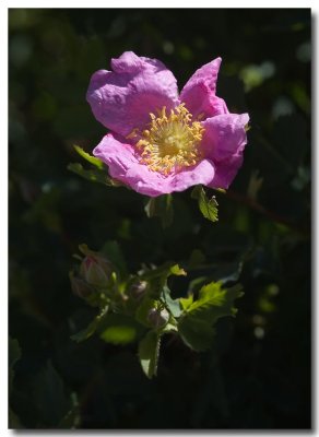 California wild rose