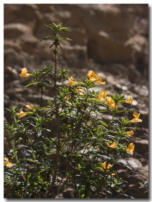 Sticky monkeyflower