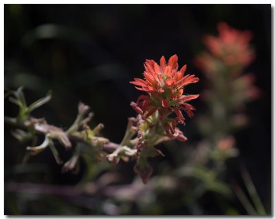 Indian paintbrush