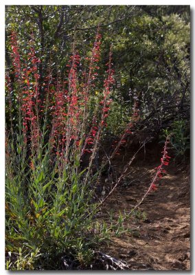 Eaton's firecracker