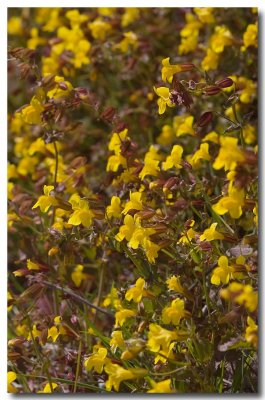 Common monkeyflower