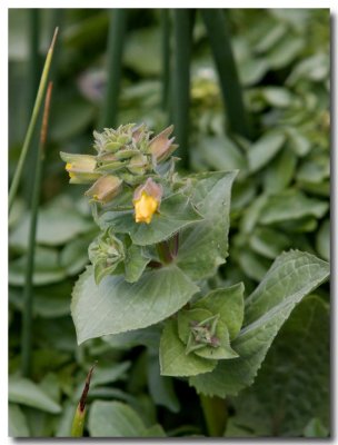 Common monkeyflower