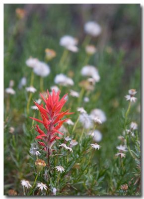 Desert paintbrush