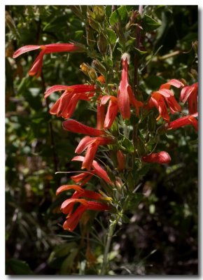 Climbing penstemon