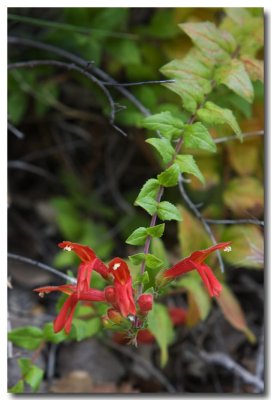Climbing penstemon