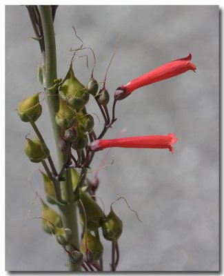 Eaton's firecracker