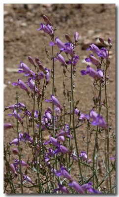 Showy penstemon