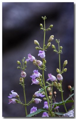Grinnell's beardtongue
