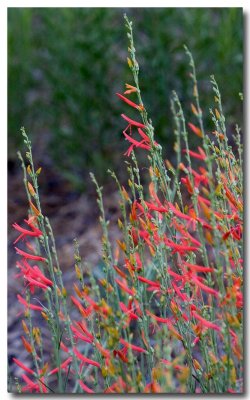 Beaked penstemon