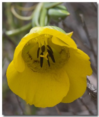 Clubhair mariposa lily