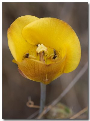 Clubhair mariposa lily