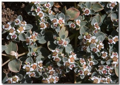 Rattlesnake weed
