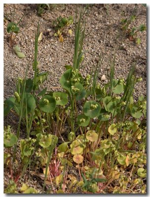 Miner's lettuce