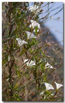 Field bindweed