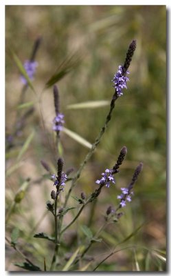 Common verbena