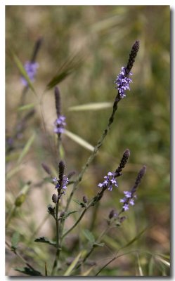 Vervain