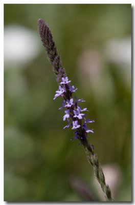 Common verbena