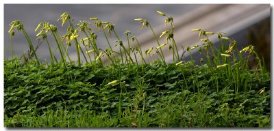 Bermuda buttercup