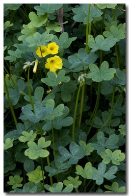 Bermuda buttercup