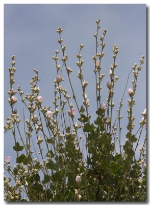 Bush mallow
