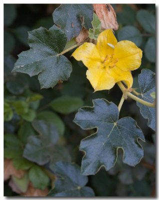 California flannelbush