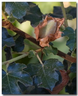 California flannelbush