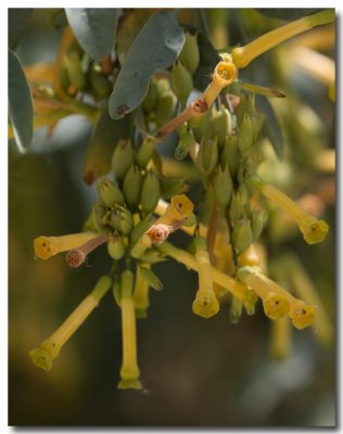 Tree tobacco
