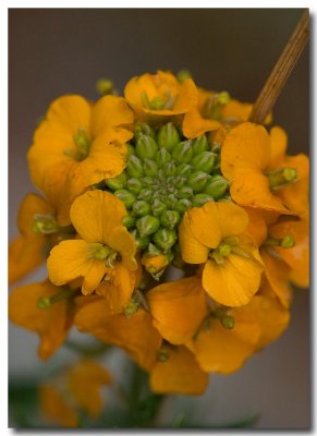 Western wallflower