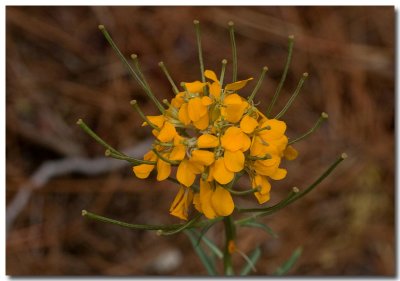 Western wallflower