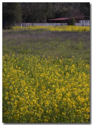 Field mustard