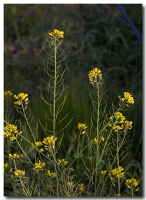 Field mustard