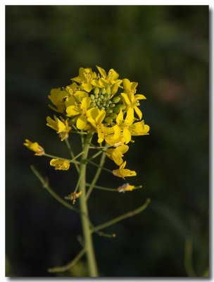 Field mustard