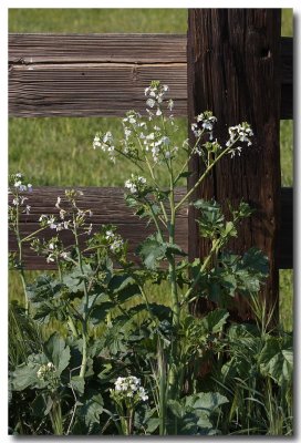 Wild radish