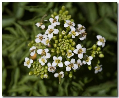 Watercress