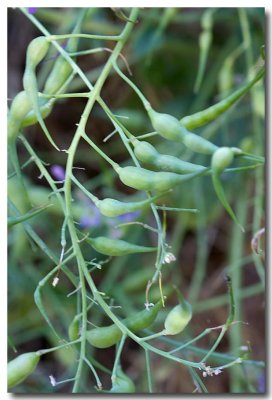 Wild radish