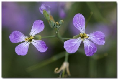 Wild radish