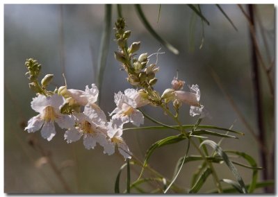 Desert willow