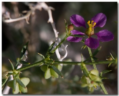 California fagonia