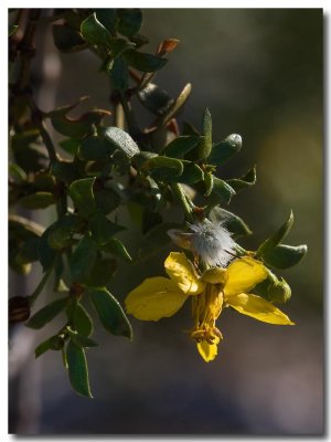 Creosote bush