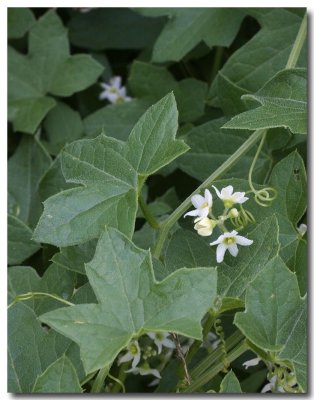 Southern wild cucumber