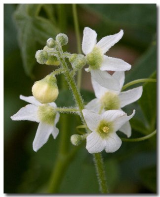 Southern wild cucumber