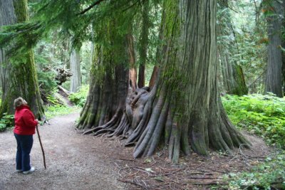 Ross Cedars, MT