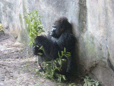 Gorilla, Animal Kingdom