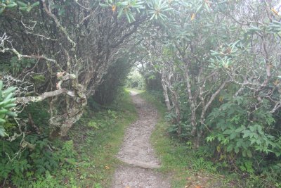 Rhododendron Forest, C. Pinnacle