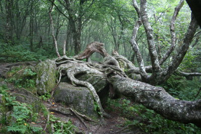 Twisted Tree, C.Pinnacle